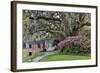 Oak Springtime azalea blooming, Charleston, South Carolina.-Darrell Gulin-Framed Photographic Print