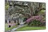 Oak Springtime azalea blooming, Charleston, South Carolina.-Darrell Gulin-Mounted Photographic Print