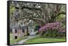 Oak Springtime azalea blooming, Charleston, South Carolina.-Darrell Gulin-Framed Stretched Canvas