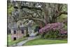 Oak Springtime azalea blooming, Charleston, South Carolina.-Darrell Gulin-Stretched Canvas