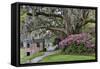 Oak Springtime azalea blooming, Charleston, South Carolina.-Darrell Gulin-Framed Stretched Canvas