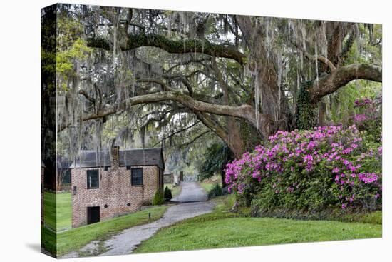 Oak Springtime azalea blooming, Charleston, South Carolina.-Darrell Gulin-Stretched Canvas