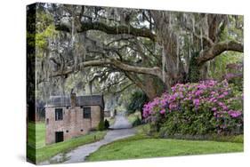 Oak Springtime azalea blooming, Charleston, South Carolina.-Darrell Gulin-Stretched Canvas