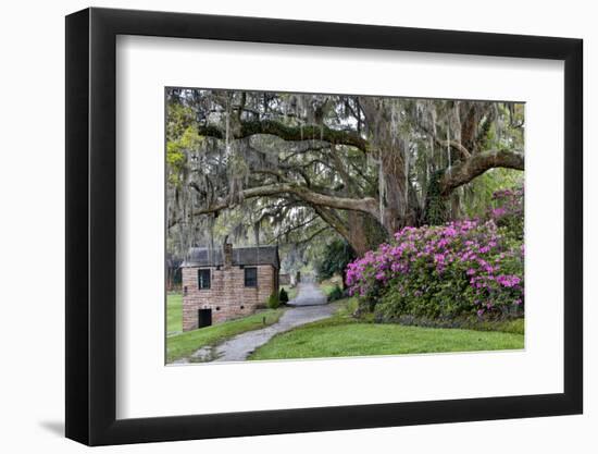 Oak Springtime azalea blooming, Charleston, South Carolina.-Darrell Gulin-Framed Premium Photographic Print