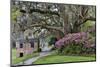 Oak Springtime azalea blooming, Charleston, South Carolina.-Darrell Gulin-Mounted Premium Photographic Print