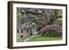 Oak Springtime azalea blooming, Charleston, South Carolina.-Darrell Gulin-Framed Photographic Print