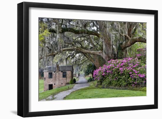 Oak Springtime azalea blooming, Charleston, South Carolina.-Darrell Gulin-Framed Photographic Print