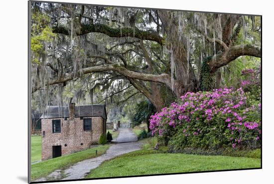 Oak Springtime azalea blooming, Charleston, South Carolina.-Darrell Gulin-Mounted Photographic Print