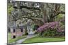 Oak Springtime azalea blooming, Charleston, South Carolina.-Darrell Gulin-Mounted Photographic Print