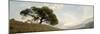 Oak Tree #10 Pano-Alan Blaustein-Mounted Photographic Print