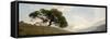 Oak Tree #10 Pano-Alan Blaustein-Framed Stretched Canvas