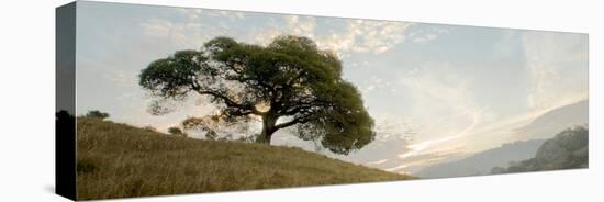 Oak Tree #10 Pano-Alan Blaustein-Stretched Canvas