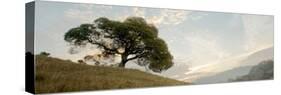 Oak Tree #10 Pano-Alan Blaustein-Stretched Canvas