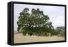Oak Tree #107-Alan Blaustein-Framed Stretched Canvas