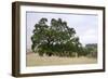 Oak Tree #107-Alan Blaustein-Framed Photographic Print