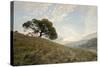 Oak Tree #11-Alan Blaustein-Stretched Canvas