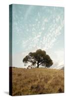 Oak Tree #12-Alan Blaustein-Stretched Canvas