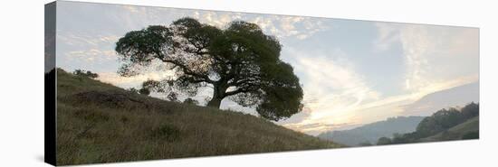Oak Tree #13-Alan Blaustein-Stretched Canvas