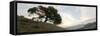 Oak Tree #13-Alan Blaustein-Framed Stretched Canvas