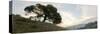 Oak Tree #13-Alan Blaustein-Stretched Canvas