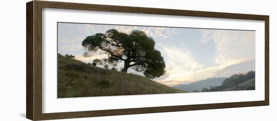 Oak Tree #13-Alan Blaustein-Framed Photographic Print