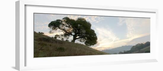 Oak Tree #13-Alan Blaustein-Framed Photographic Print
