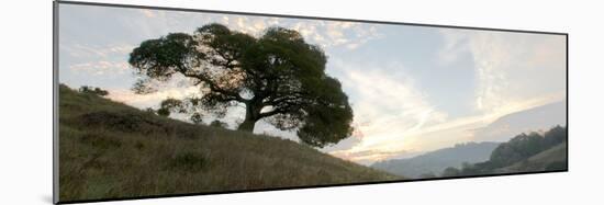 Oak Tree #13-Alan Blaustein-Mounted Photographic Print