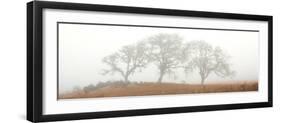 Oak Tree #15-Alan Blaustein-Framed Photographic Print