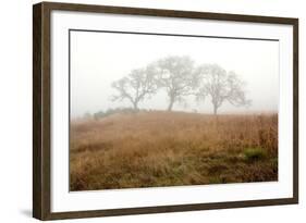 Oak Tree #16-Alan Blaustein-Framed Photographic Print