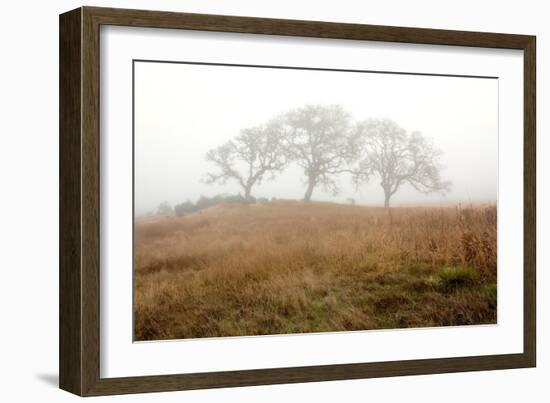 Oak Tree #16-Alan Blaustein-Framed Photographic Print