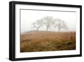 Oak Tree #16-Alan Blaustein-Framed Photographic Print