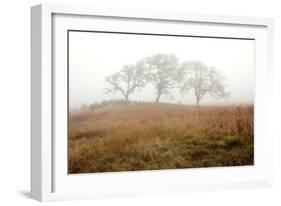 Oak Tree #16-Alan Blaustein-Framed Photographic Print