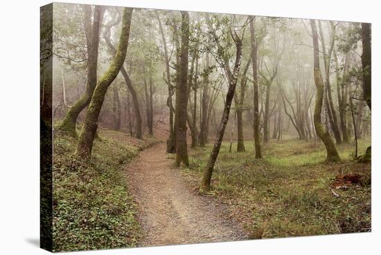 Oak Tree #21-Alan Blaustein-Stretched Canvas