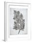 Oak Tree 2-Tina Carlson-Framed Art Print