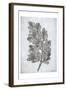 Oak Tree 2-Tina Carlson-Framed Art Print