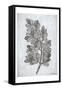 Oak Tree 2-Tina Carlson-Framed Stretched Canvas