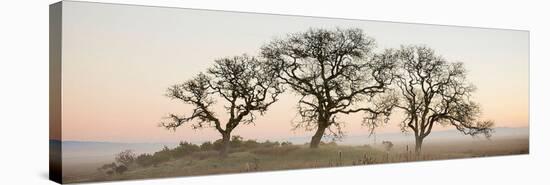 Oak Tree #30-Alan Blaustein-Stretched Canvas