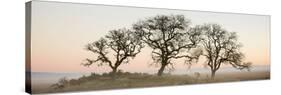 Oak Tree #30-Alan Blaustein-Stretched Canvas