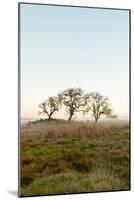 Oak Tree #34-Alan Blaustein-Mounted Photographic Print