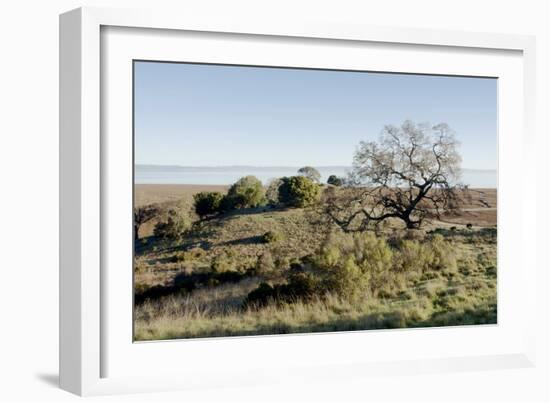 Oak Tree #38-Alan Blaustein-Framed Photographic Print