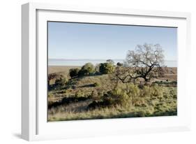 Oak Tree #38-Alan Blaustein-Framed Photographic Print