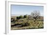 Oak Tree #38-Alan Blaustein-Framed Photographic Print