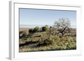 Oak Tree #38-Alan Blaustein-Framed Photographic Print