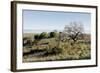 Oak Tree #38-Alan Blaustein-Framed Photographic Print