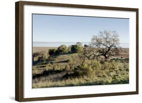 Oak Tree #38-Alan Blaustein-Framed Photographic Print