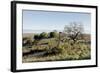 Oak Tree #38-Alan Blaustein-Framed Photographic Print