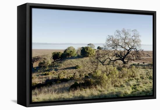 Oak Tree #38-Alan Blaustein-Framed Stretched Canvas