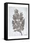 Oak Tree 3-Tina Carlson-Framed Stretched Canvas