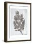 Oak Tree 3-Tina Carlson-Framed Art Print