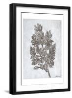 Oak Tree 3-Tina Carlson-Framed Art Print